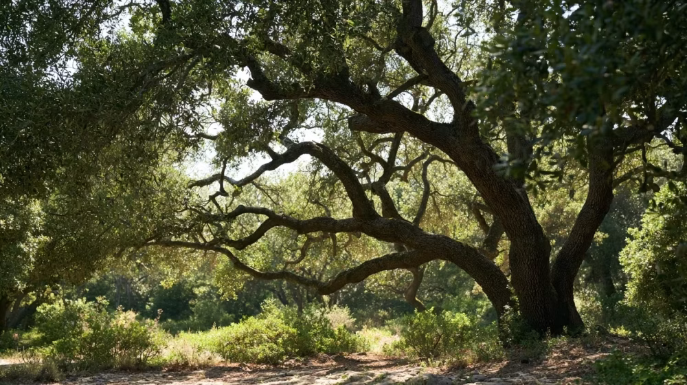 Chêne vert au feuillage persistant offrant de l’ombre à une végétation méditerranéenne dans un jardin provençal