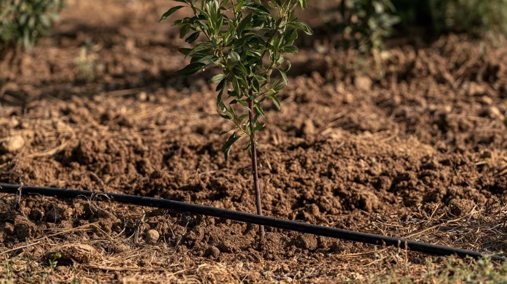 Jeune amandier Prunus dulcis arrosé par goutte-à-goutte dans un jardin de Salon-de-Provence