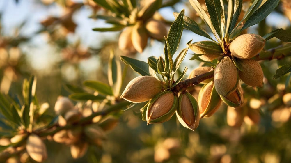 Amandes mûres Prunus dulcis dans leurs coques vertes ouvertes sur un amandier à Salon-de-Provence