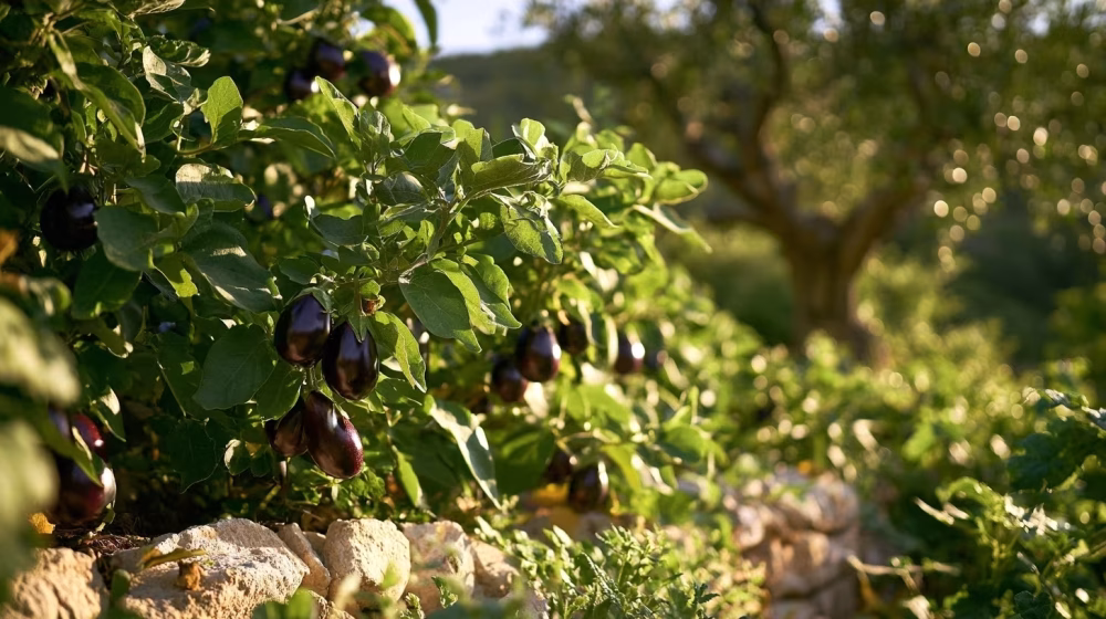 Cultiver l’aubergine en Provence : le guide pratique