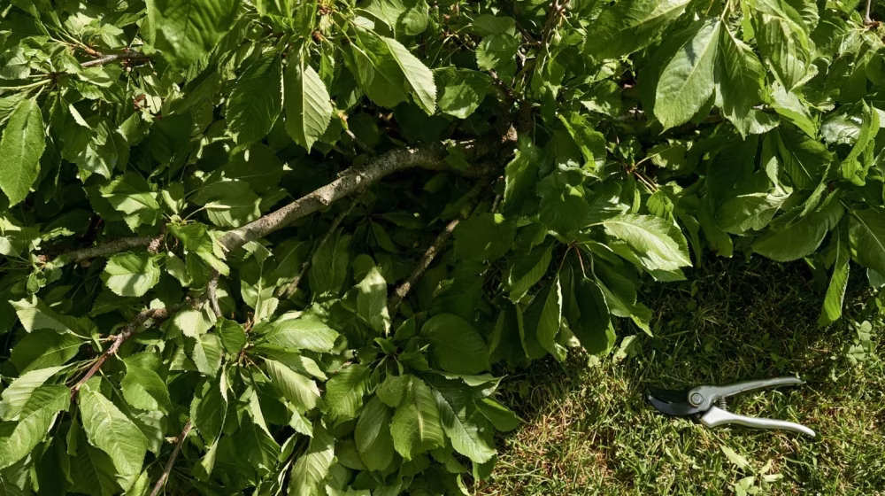 Branches saines et aérées d’un cerisier adulte après une taille légère dans un jardin de Provence