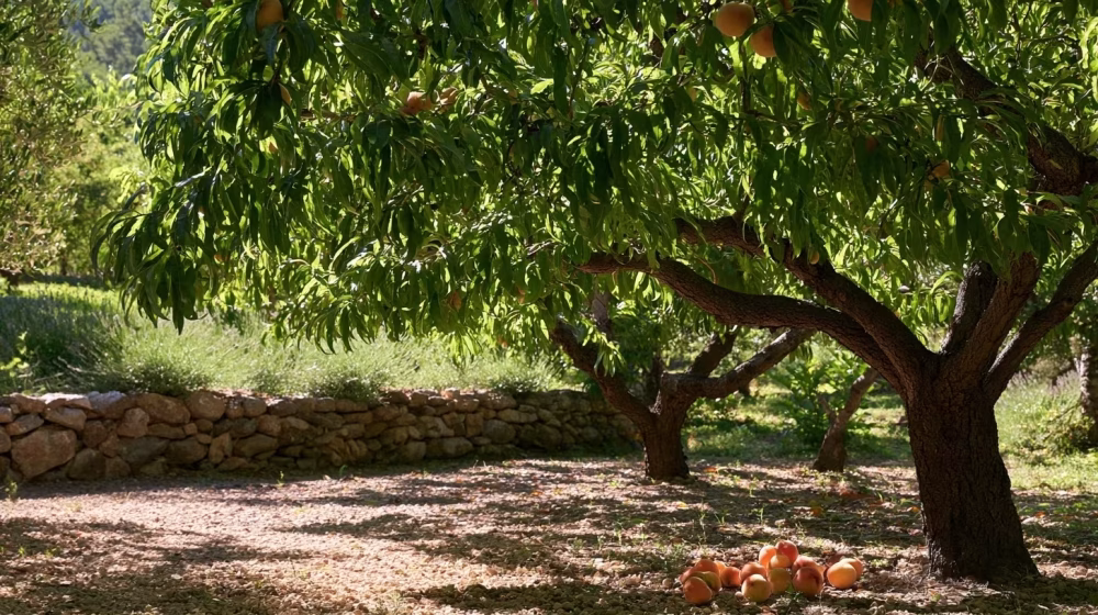 Pêchers adultes dans un verger ensoleillé de Provence