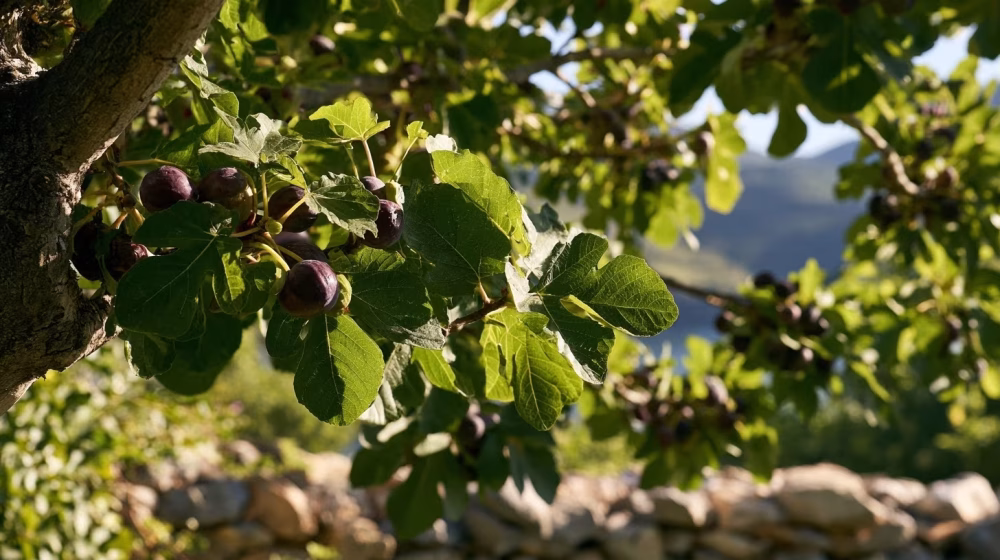 Figuier en Provence : plantation, taille et récolte