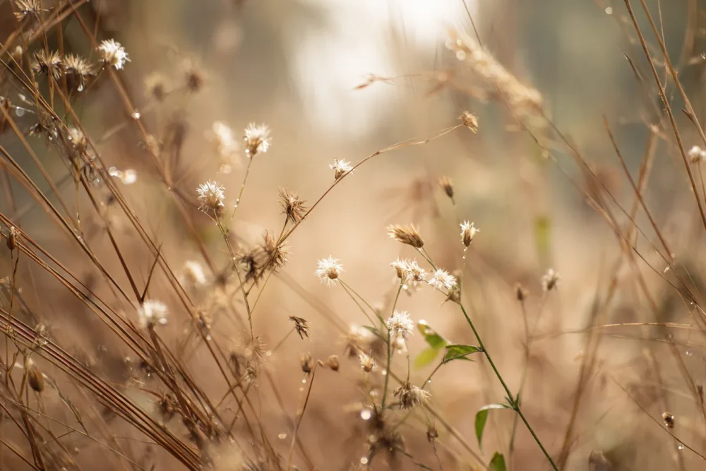 Graminées ornementales et sol de jardin naturel