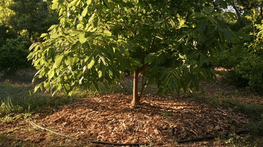 Jeune noyer paillé et arrosé au pied dans un jardin de Provence