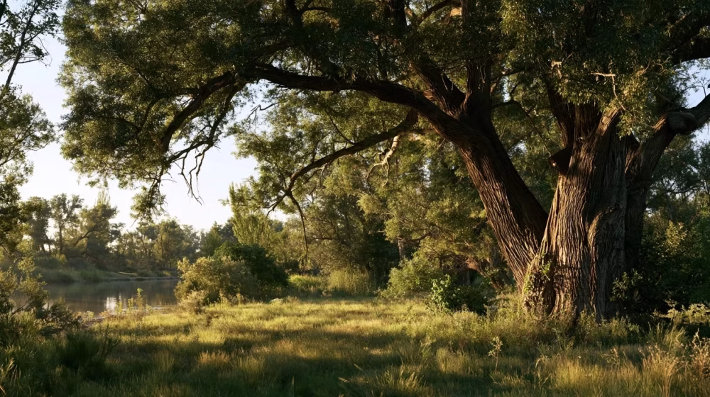 Peuplier noir en Provence : plantation, taille et entretien