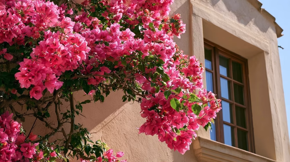 Bougainvillier rose luxuriant recevant le soleil contre une façade méditerranéenne à Toulon