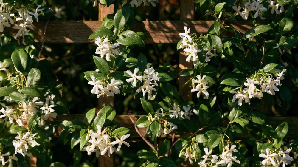 Jasmin à cannes en fleurs dans un jardin méditerranéen au printemps
