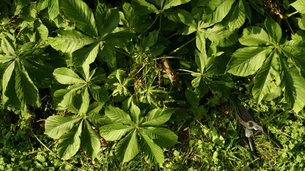 Branches saines et feuilles palmées d’un marronnier d’Inde entretenu avec un sécateur fermé au sol