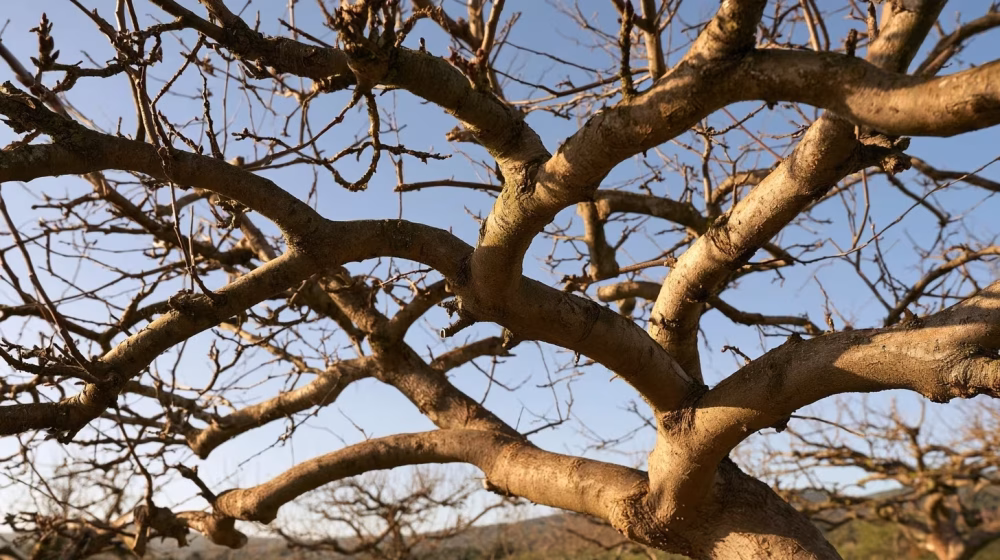 Ramure aérée d’un pommier bien entretenu dans un jardin de Provence