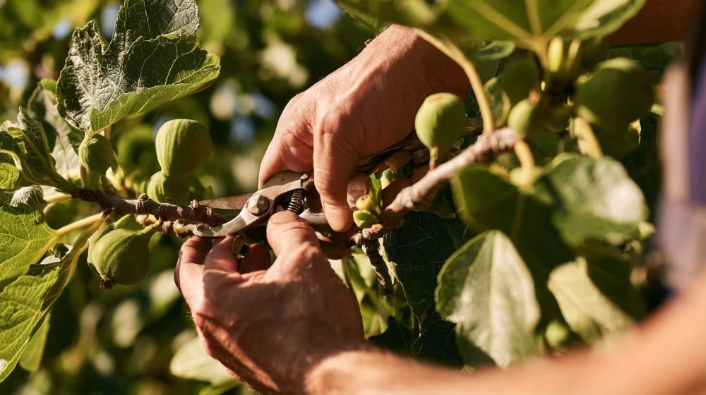 Taille d'une branche de figuier avec un sécateur