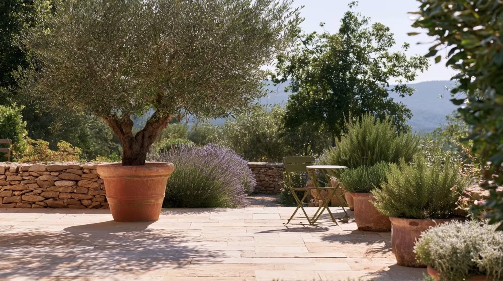 Aménager une terrasse en Provence avec des plantes méditerranéennes